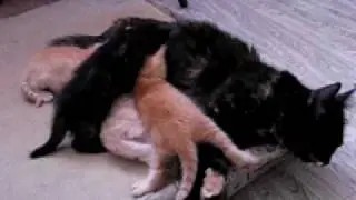 котята с мамой