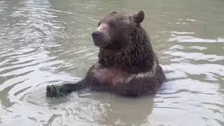 Did you know that the syrian brown bear is close to extinction? (Read description)