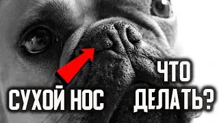 Сухой нос у собаки. Что делать?