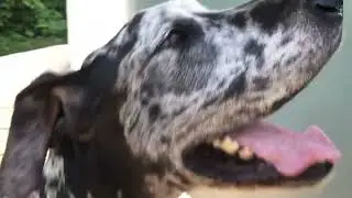 Great Dane playing ❤️ #animal #dog