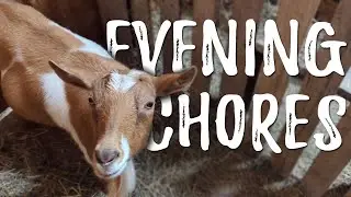Join us for EVENING CHORES! And Eleanor is broody...