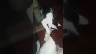 My kitten loves my dogs leg/foot 😂