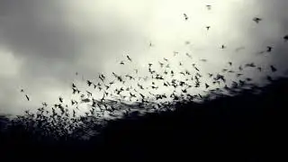 The Best Pessimist ____ Black Alert