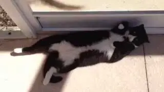 LAZY CAT