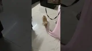 Danny DON ko mom ke bahar jaane se takleef hai | #toypombaby loves mommy #cutepet #puppylove