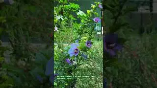 Коинот Кавсари Олами Дам олиш ва даволаниш маскани. Гўзал табиатидан баҳраманд бўлинг. #rek #топ