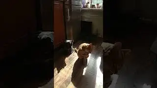 Синхронное умывание