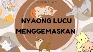Funny Cats : NYAONG Meong-Meong Lucu Menggemaskan
