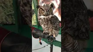 Toronto Zoo CEO Talk With Butters the Great Horned Owl on Facebook LIVE