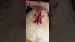 Куры после буряка 
