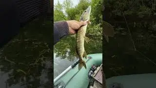 Рибалка спінінгом з човна 🛶 #сержкорнєв #fishing #риболовля #спінінг #літо #сплав