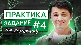 Большая практика по заданию №4 на генетику | Биология ЕГЭ с Мишей Гис | 2025 | СМИТАП