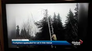My Cat was on Global News!