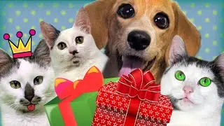 Письмо Деду Морозу и Подарки для Питомцев Лизы | Смешные Три Кота, котенок Мурка и Тафи