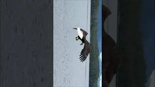 The BEST video I've ever taken???