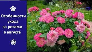 ❀ Особенности ухода за розами в августе