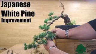 Evergreen Bonsai Improvement - Japanese White Pine  - Greenwood Bonsai