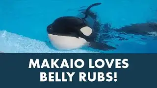 Makaio Is SeaWorld Orlando's Youngest Whale!