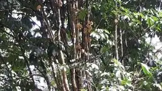 Dusun Kg Hulu Kalong Hulu Yam
