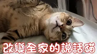 貓咪小短篇-改變全家的說話貓