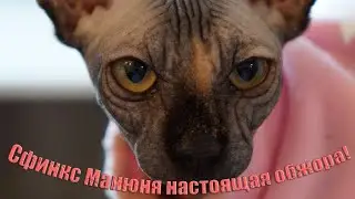 Кошка сфинкс очень много ест.
