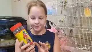 Наш попугай Маник🦜