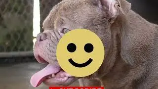 AVAILABLE MALE NANO BULLIES