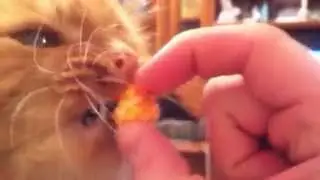 everebody likes popcorn. Even cats