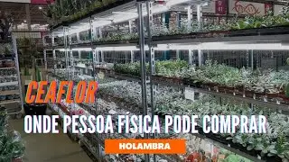 TOUR pelo CEAFLOR: um dos melhores lugares pra gente comprar plantas em Holambra