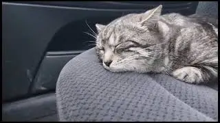 Феликс любит в машине ездить