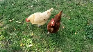 What Are The Advantages Of Free Ranging Your Chickens