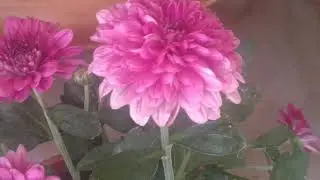Beautiful Violet purple Flowers (Mums) Background Video