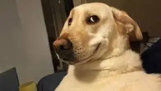 When DOGS Are Being Extra Silly 😂 Funny Dog Videos 2025