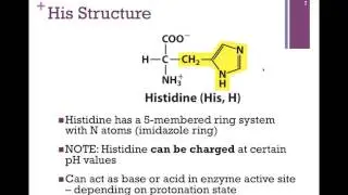 Hydrophilic Amino Acids