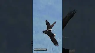 сражение хищных птиц