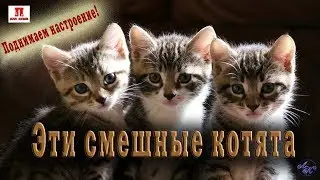 Поднимаем настроение! Эти смешные котята
