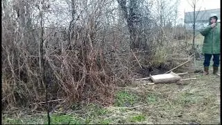 Пересаживаем цветок и кустик крыжовника