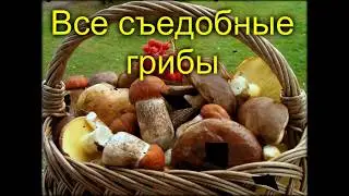 Все съедобные грибы