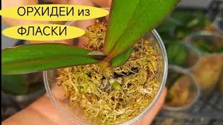 ❗❗❗ ВНИМАНИЕ ❗❗❗ Открываю СЕКРЕТЫ, как вырастить ОРХИДЕИ ПОДРОСТКИ ( детки ) БЕЗ ПОТЕРЬ