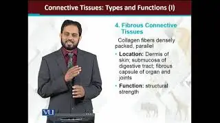 Connective Tissues Types and Functions-I | Principles of Animal Life-I | ZOO514T_Topic083