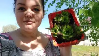 2 ИЮНЯ 🌸 ПЕРВАЯ ВЫСАДКА ЦВЕТОВ. ФОРМИРУЮ НОВУЮ КЛУМБУ. ПРОСТО БЕЗ ПРЕКРАС. НЕПРИХОТЛИВЫЕ ЦВЕТЫ