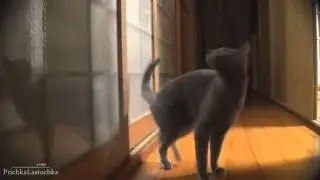 Cats1