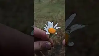РОМАШКА - ЛЮБИТ НЕ ЛЮБИТ