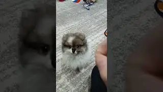 шпиц щенок.