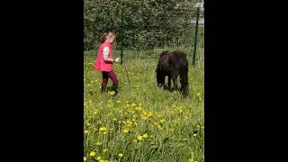 Любимая лошадь