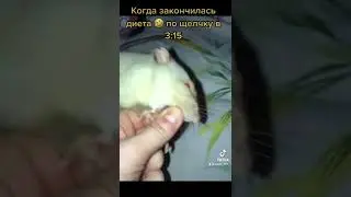 Когда закончилась диета по щелчку в 