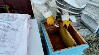 Ana arı kabulünde yüzde yüz başarı #Şahin Orhan usulü.