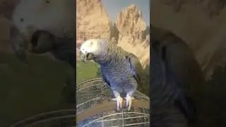 Говорящий попугай разговаривает и поёт.