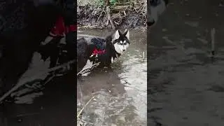 Dogs swimming in the mud #husky #belgiansheepdog