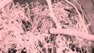 Charlie the Chuditch quoll reference footage (no sound)